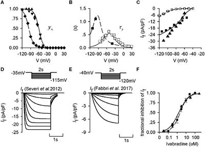 The Functional Role of Hyperpolarization Activated Current (If) on Cardiac Pacemaking in Human vs. in the Rabbit Sinoatrial Node: A Simulation and Theoretical Study